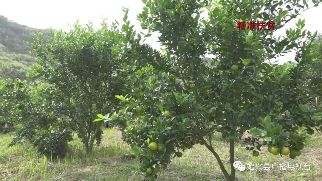 橙子种植技术_种橙子的致富经_橙子种植基地图片