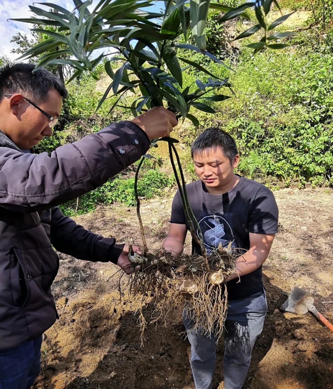 ▲2019年10月2日，红塘村滇黄精种植专业合作社社长李茂昌（左）正在取鲜黄精（张国宇 摄）