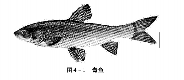 《池塘科学养鱼实用技术》 | 第四章 池塘养殖鱼类的选择 一、主要养殖鱼类 （一）青鱼