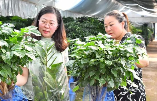 致富种植吊兰视频_种植吊兰的好处_吊兰种植致富