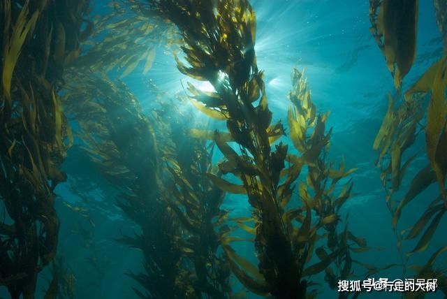 养殖致富植物_致富养殖植物有哪些_致富养殖植物视频