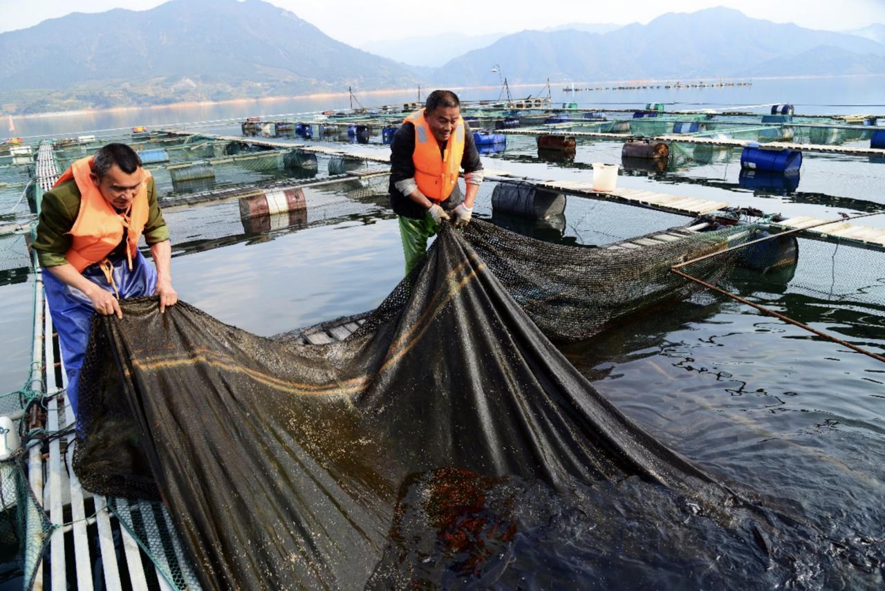 银鳕鱼养殖方法技术_养殖银鳕鱼多少钱一斤_银鳕鱼养殖技术视频