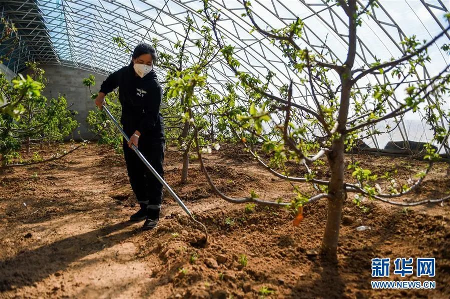 内蒙古致富项目_内蒙种植什么能赚钱_内蒙农民种植致富