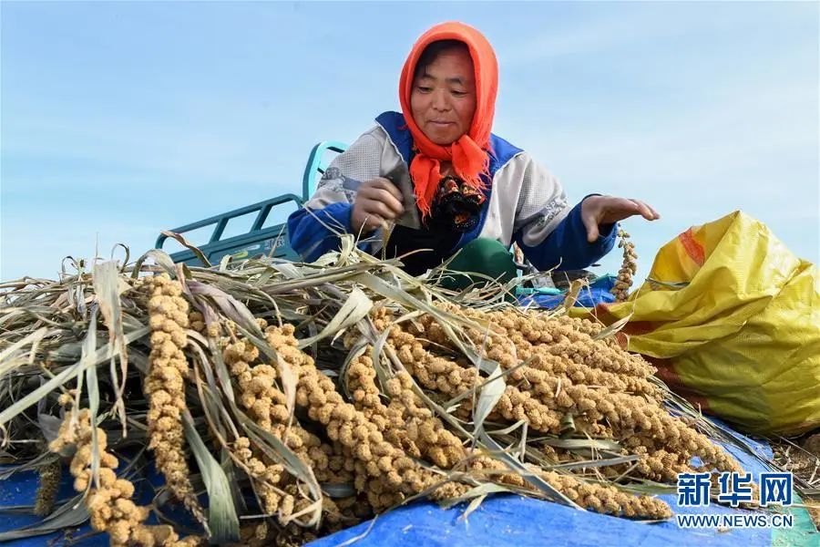 内蒙种植什么能赚钱_内蒙农民种植致富_内蒙古致富项目