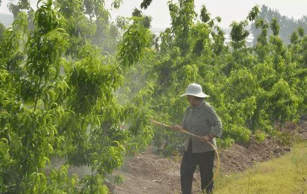 桃树喷多效唑的最佳时间是什么时候？次数和用量是怎样的？