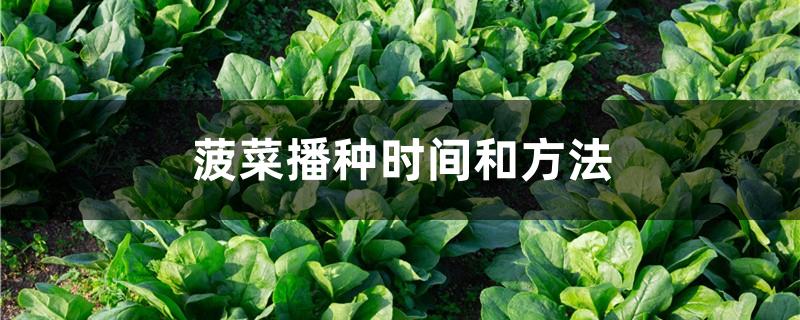 菠菜播种时间和方法