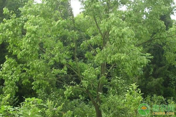 致富项目北方种植_致富北方种植项目有哪些_北方种植什么利润大