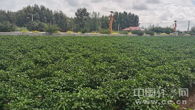 内蒙农民种植致富_内蒙种植什么能赚钱_内蒙古致富项目