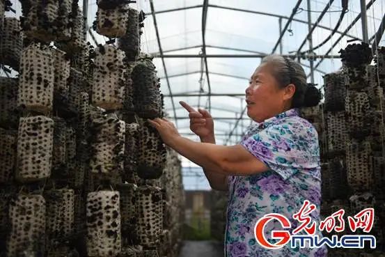 内蒙古致富项目_内蒙种植什么能赚钱_内蒙农民种植致富