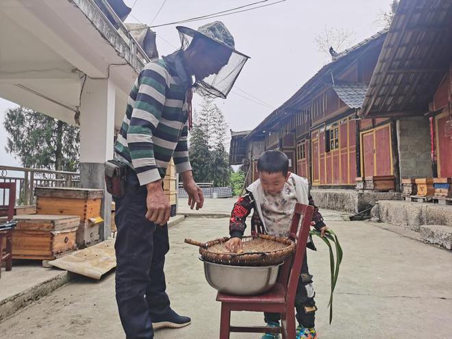 深圳哪里有养蜜蜂卖_蜜蜂养殖大户_深圳蜜蜂养殖致富