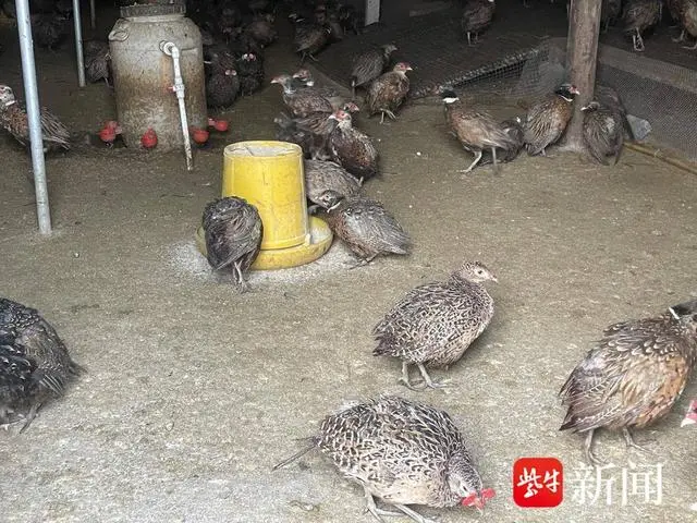 海安：“野鸡”飞进农家院 特色养殖助振兴