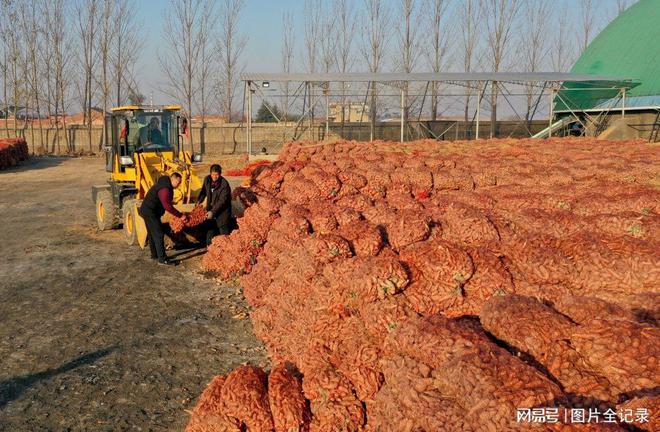 种植地黄需要什么条件_地黄种植技术及经济效益_地黄种植致富