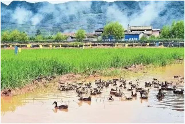 致富经奶牛养殖视频_致富经养殖奶牛_致富养殖奶牛赚钱吗