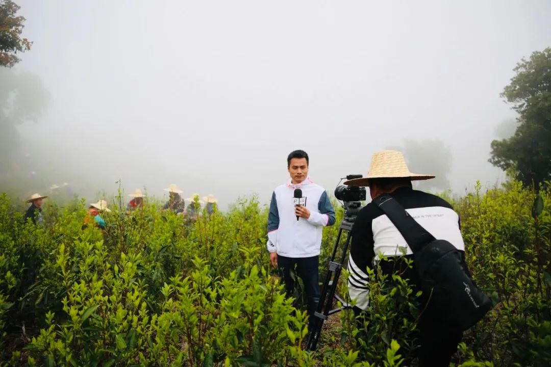 春茶种植致富项目_2021春茶采摘_春茶亩产