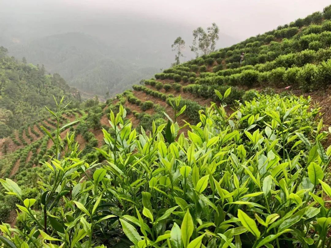 春茶亩产_春茶种植致富项目_2021春茶采摘