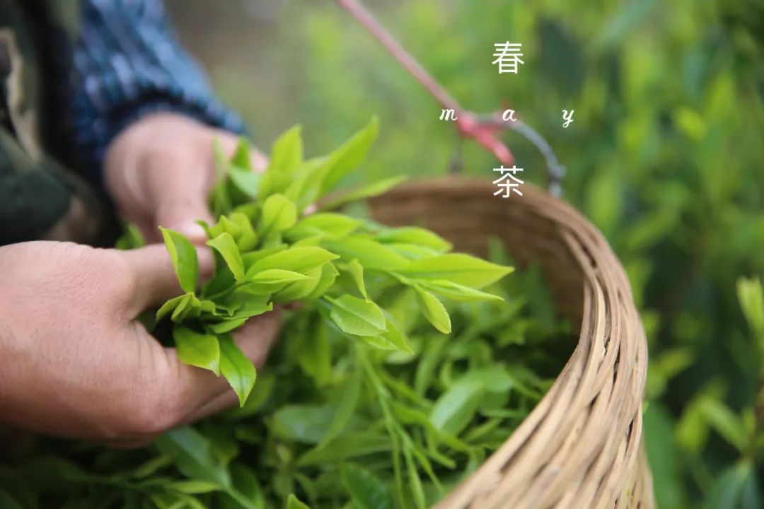 2021春茶采摘_春茶亩产_春茶种植致富项目