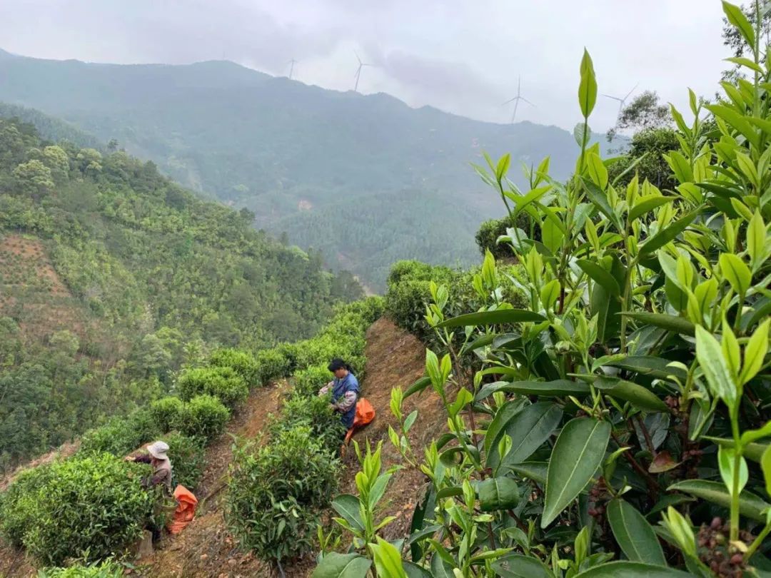 春茶亩产_2021春茶采摘_春茶种植致富项目