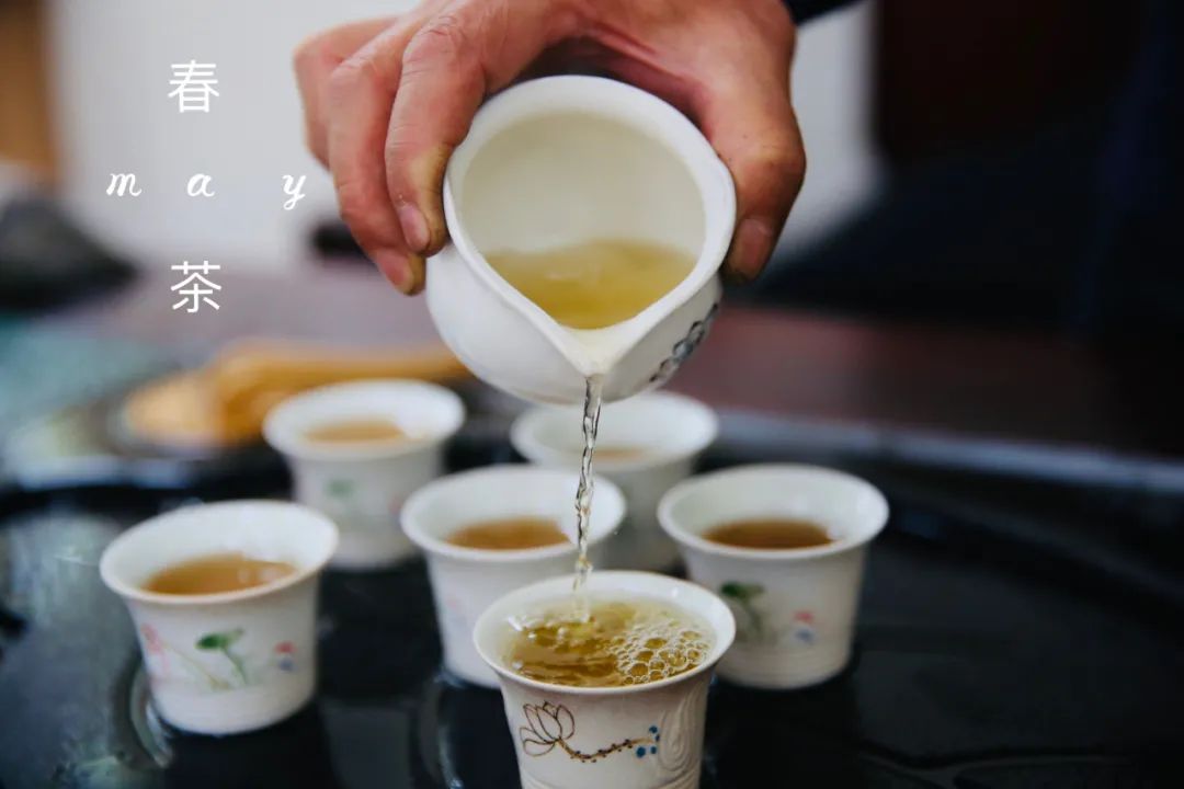 春茶种植致富项目_2021春茶采摘_春茶亩产