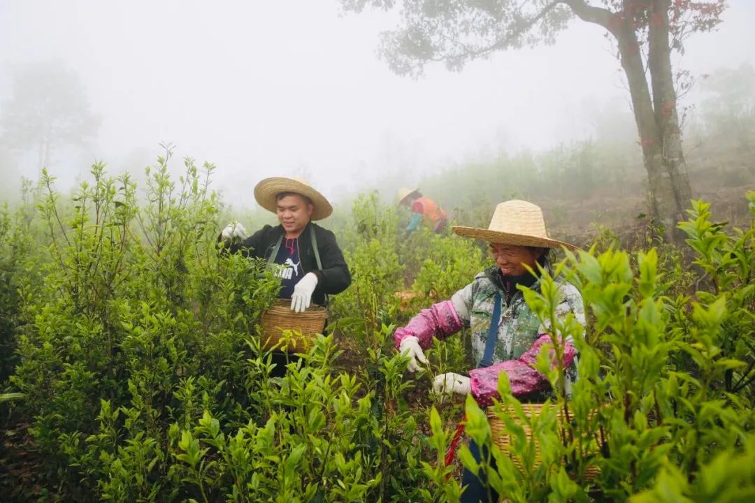 春茶种植致富项目_春茶亩产_2021春茶采摘