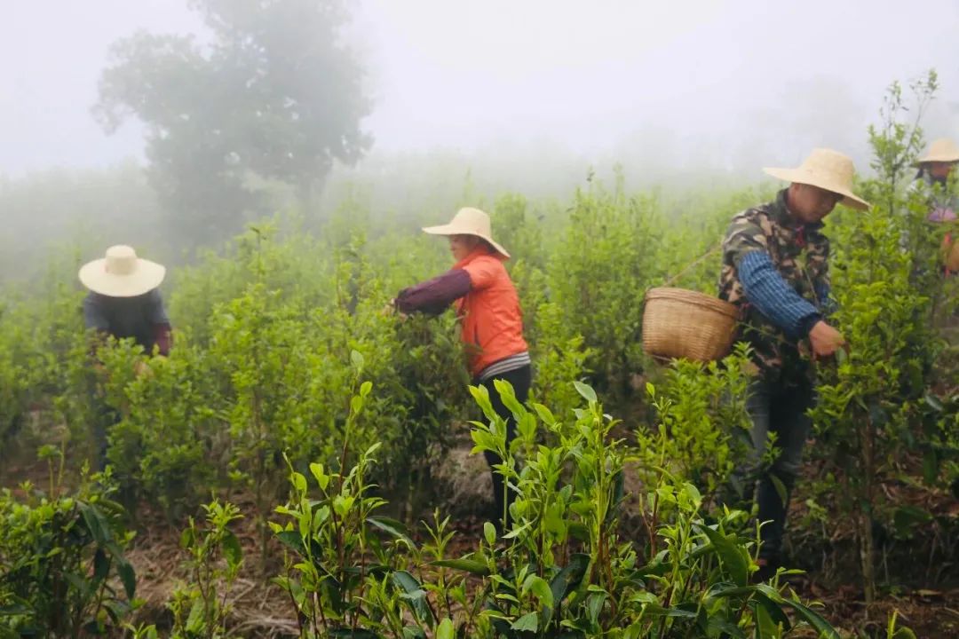 2021春茶采摘_春茶亩产_春茶种植致富项目