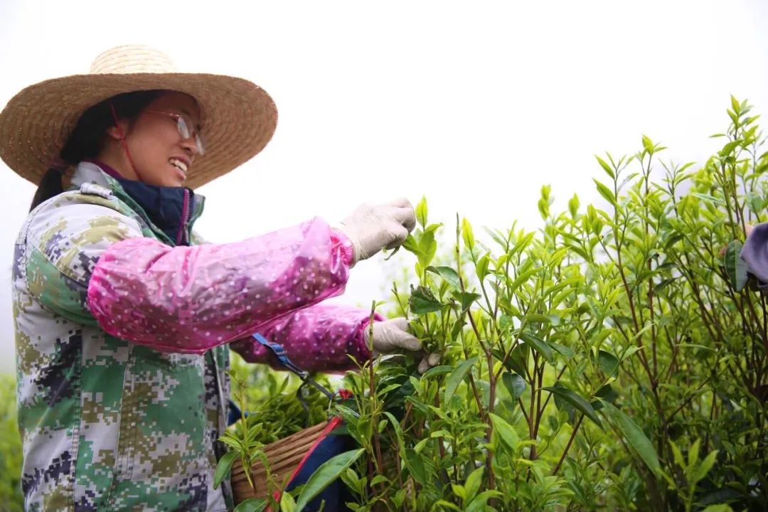 春茶亩产_2021春茶采摘_春茶种植致富项目