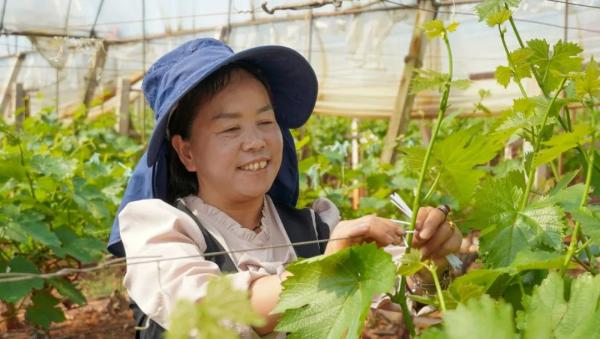 致富种植什么比较赚大钱_种植致富的秘诀_种植致富经