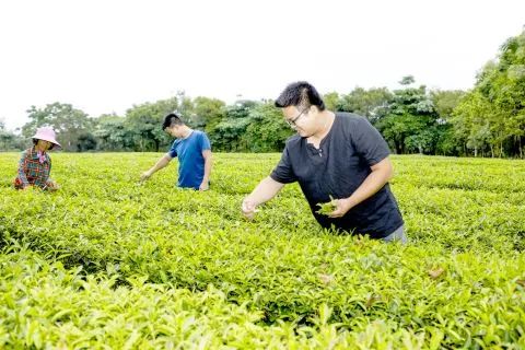 仙庵镇田墘村： 碧绿茶园长出“致富叶”！