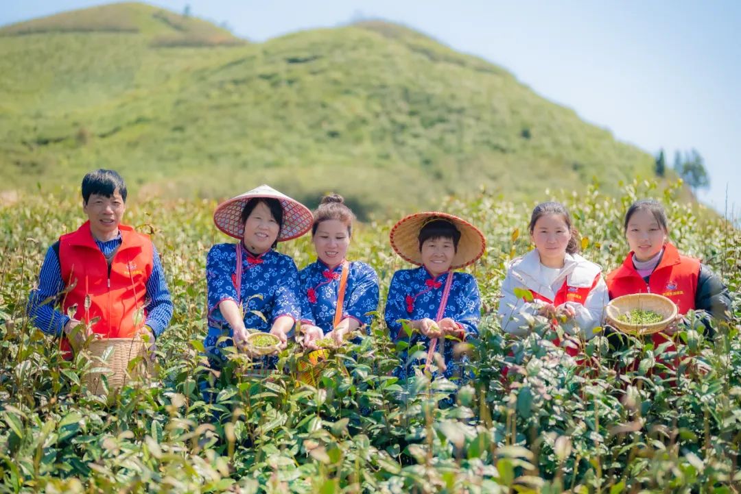 春茶亩产量_春茶种植致富项目_春茶开采