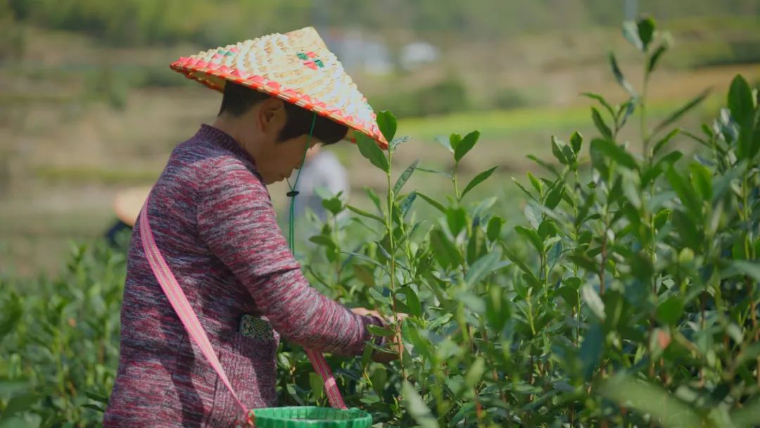 春茶亩产量_春茶开采_春茶种植致富项目