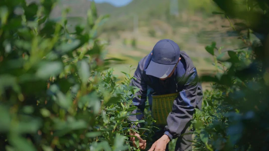 春茶开采_春茶亩产量_春茶种植致富项目