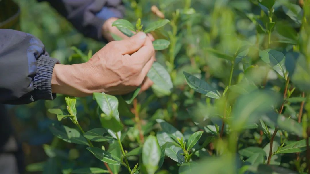 春茶种植致富项目_春茶开采_春茶亩产量