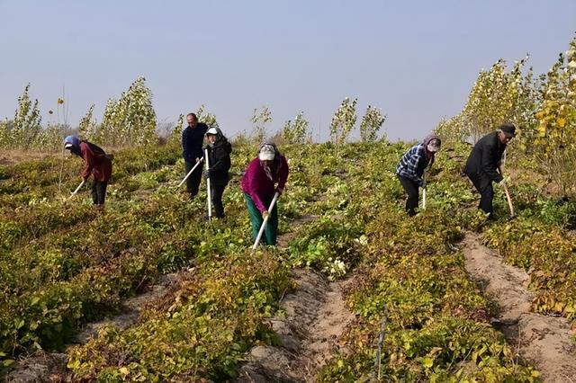 地黄种植前景如何_地黄种植技术及经济效益_地黄种植致富