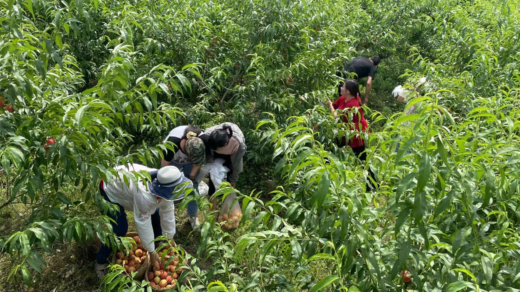 致富桃园种植图片高清_种植桃园致富图片_致富桃园种植图片大全