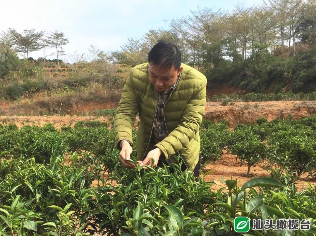 春茶开采_春茶种植致富项目_春茶亩产