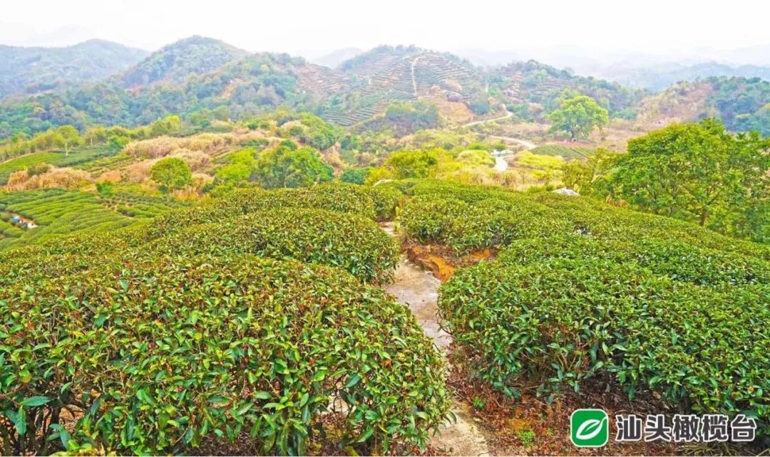 春茶亩产_春茶种植致富项目_春茶开采