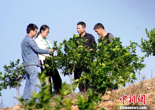 种植林果致富项目_果树种植致富经_种植果树致富