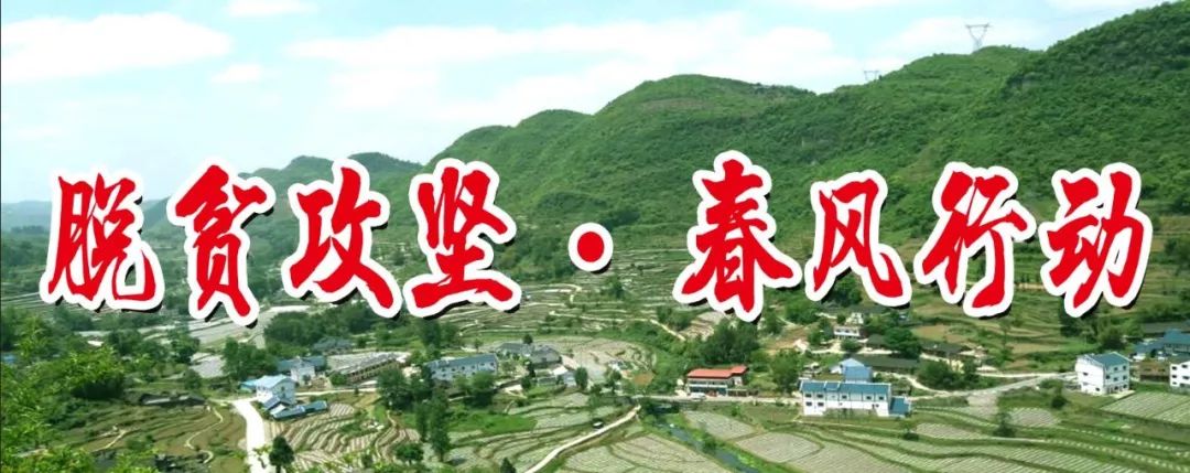 引企业发展红枫种植  农民获土地租金200万元