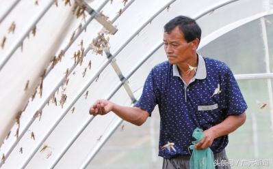 冷门致富的种植_致富好项目种植_致富种植什么比较赚大钱