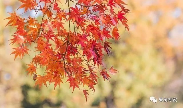 种植红枫技术要点_怎样种植红枫_红枫的种植技术