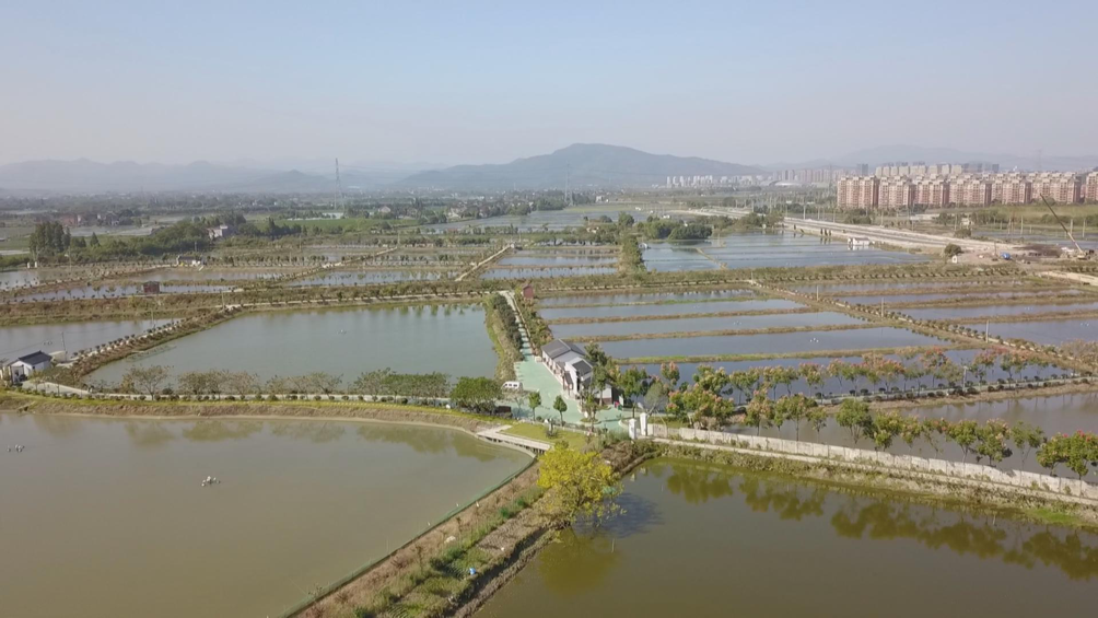 青虾养殖技术视频全集_致富养殖视频青虾_视频致富养殖青虾骗局