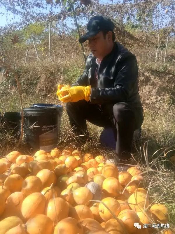 红枫种植技术视频_红枫的种植技术_种植红枫技术与管理