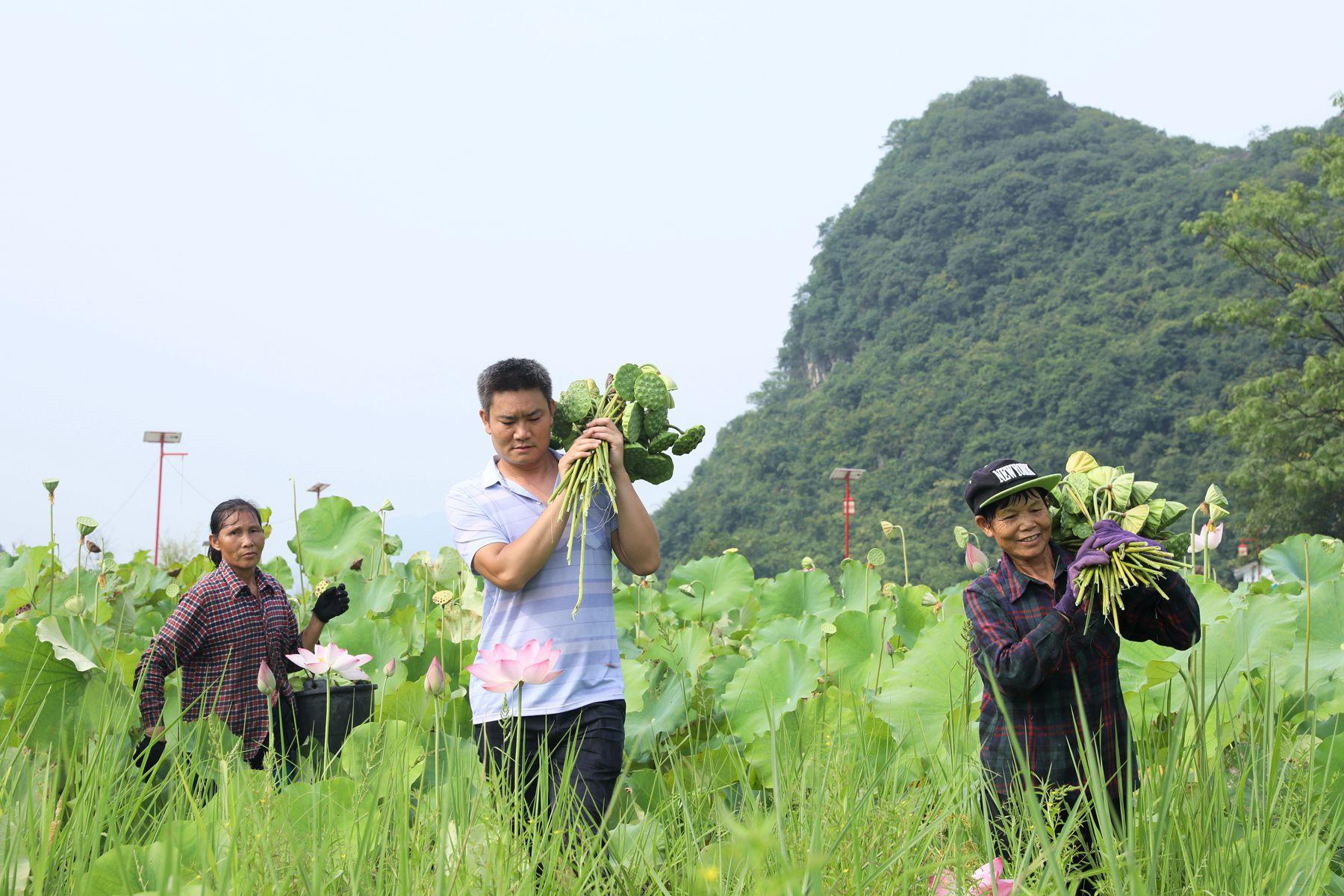 莲子种植_致富经种植莲子_致富莲子种植方法