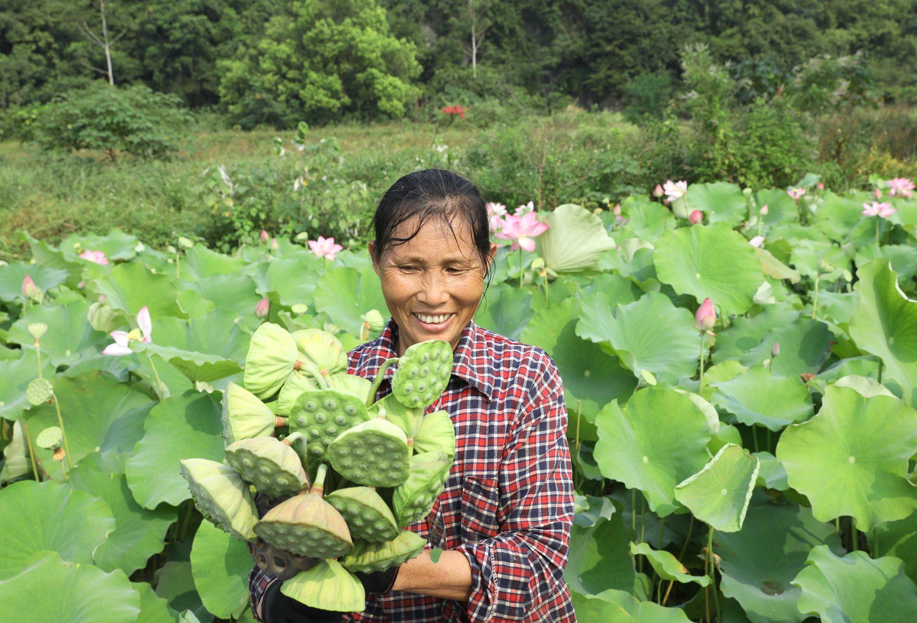 莲子种植_致富莲子种植方法_致富经种植莲子