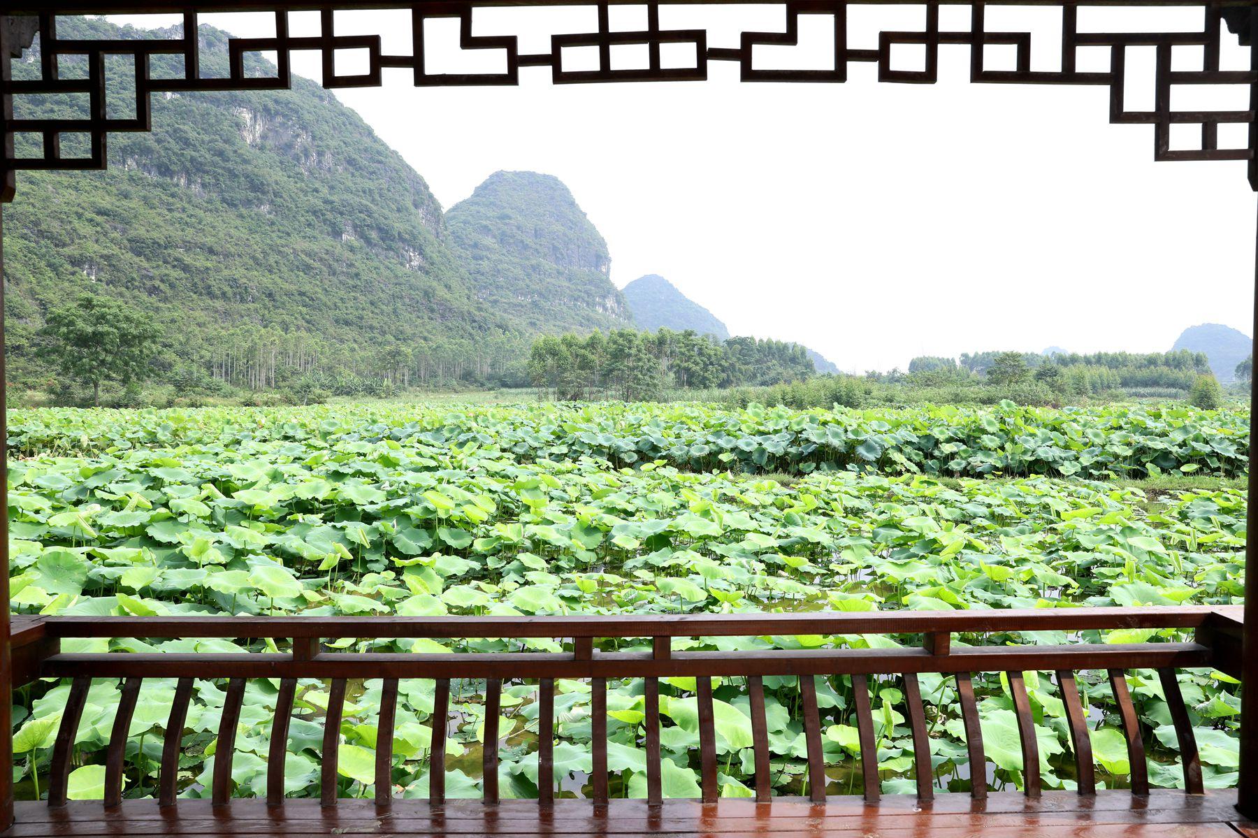 莲子种植_致富莲子种植方法_致富经种植莲子