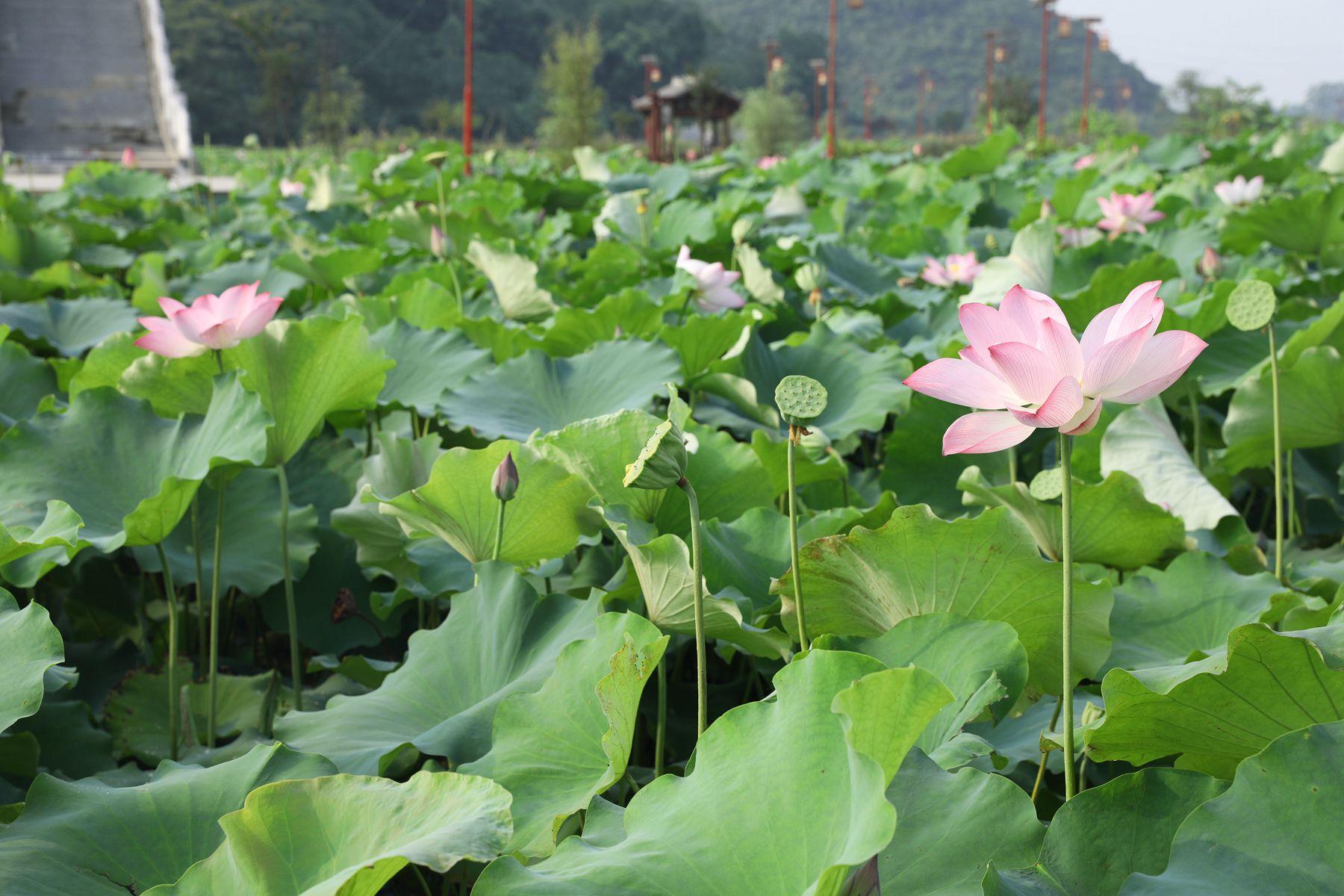 致富莲子种植方法_莲子种植_致富经种植莲子