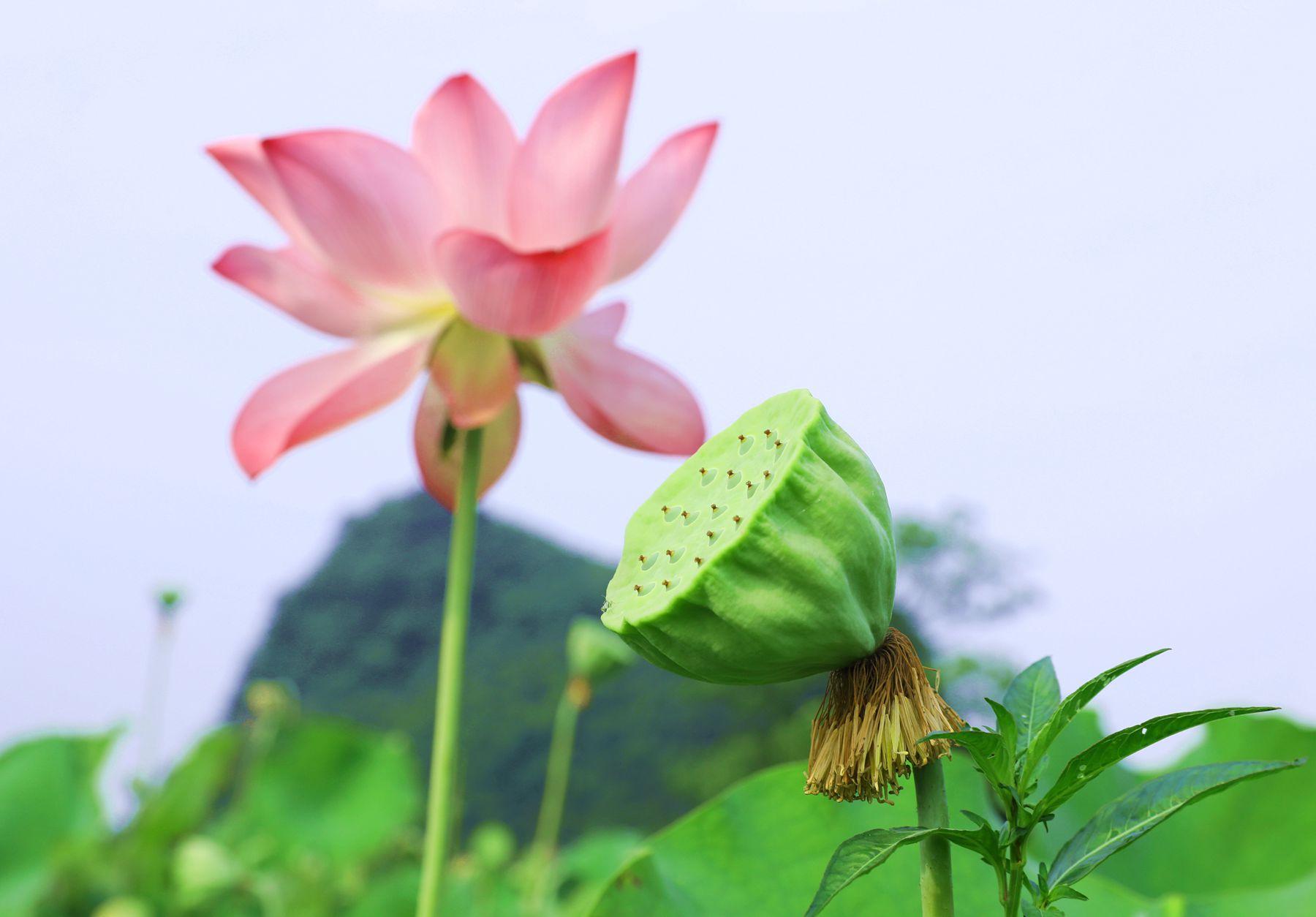 莲子种植_致富莲子种植方法_致富经种植莲子