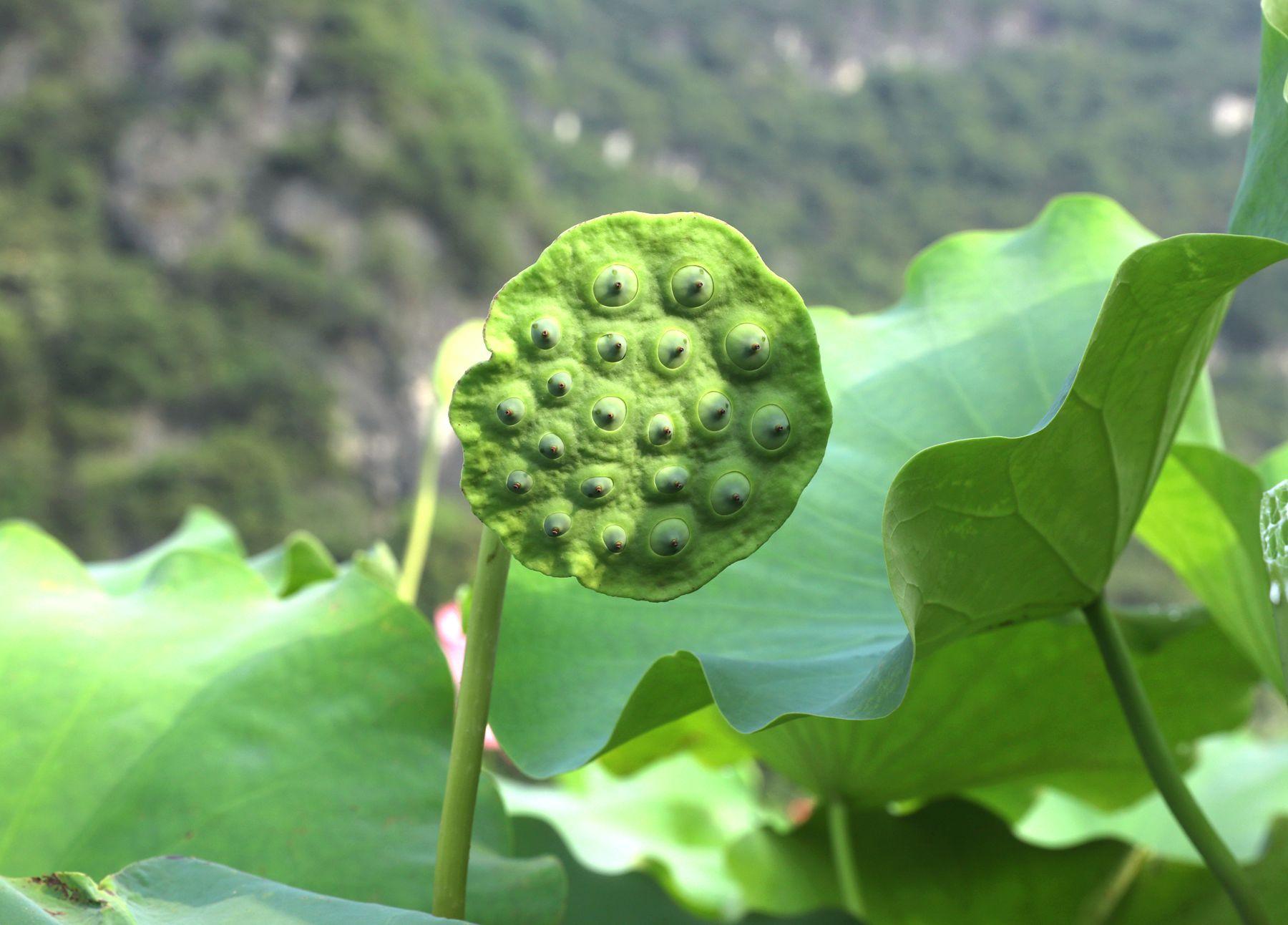 致富莲子种植方法_致富经种植莲子_莲子种植