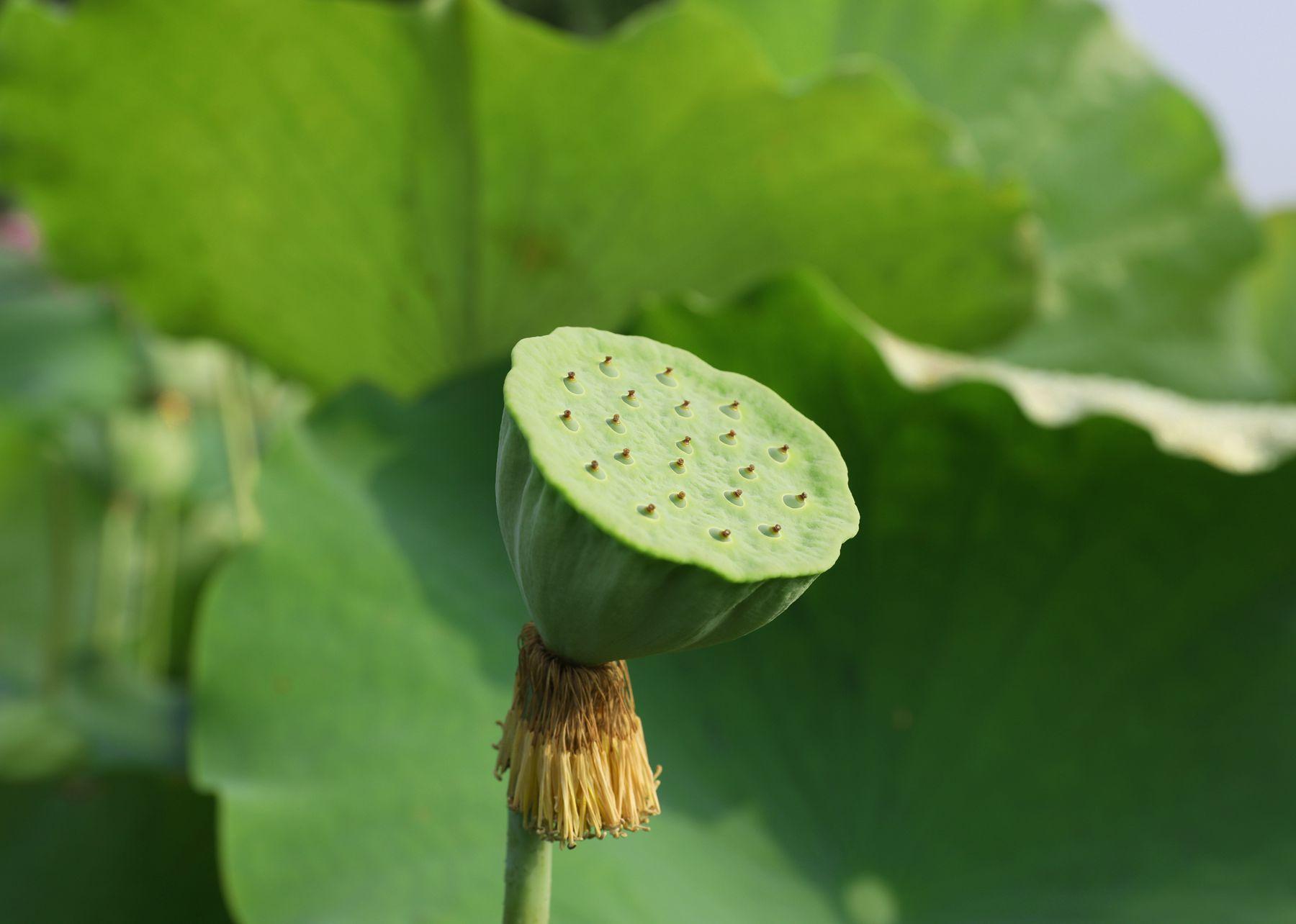 莲子种植_致富经种植莲子_致富莲子种植方法