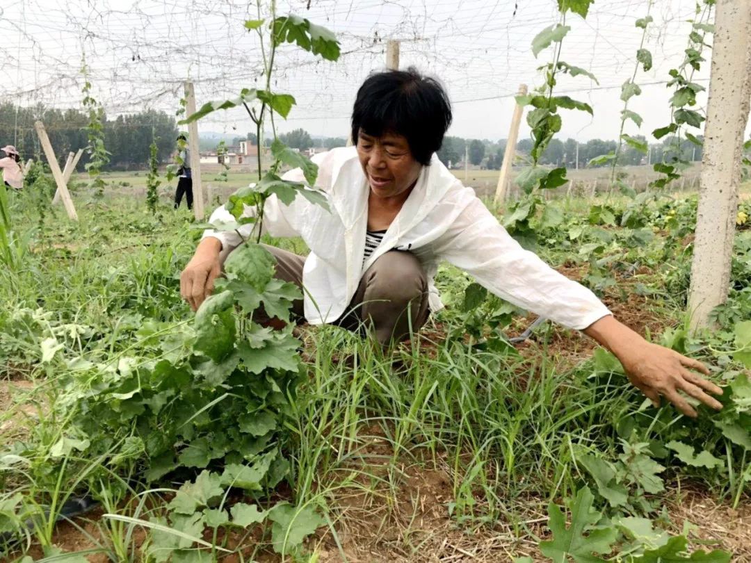 农村种植葫芦有销路吗_葫芦种植致富新闻_种植葫芦的视频