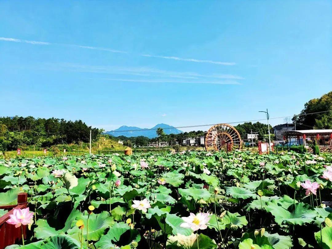 种植莲子的效益怎么样_致富经种植莲子_致富莲子种植条件